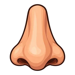 Nose