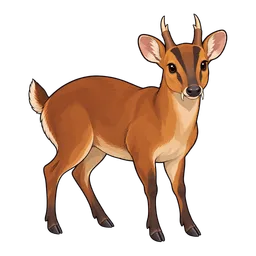 Muntjac