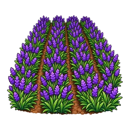 Lavender Rows