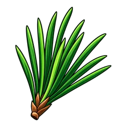 Pine Needle