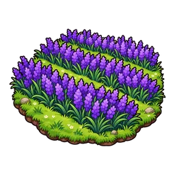 Lavender Field