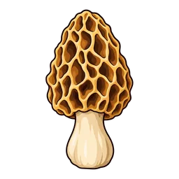 Morel