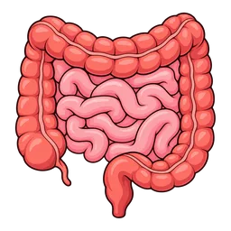 Intestines