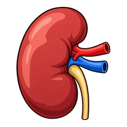 Kidney