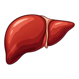 Liver