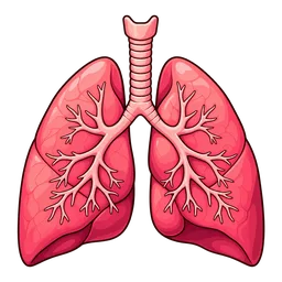 Lungs