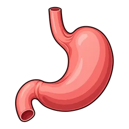Stomach