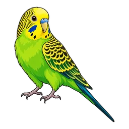 Parakeet