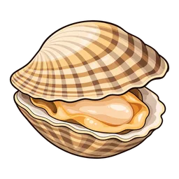Clam