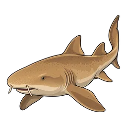 Nurse Shark