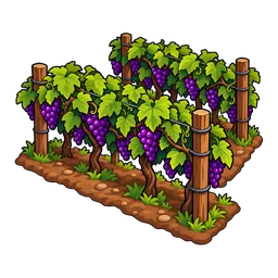 Vineyard